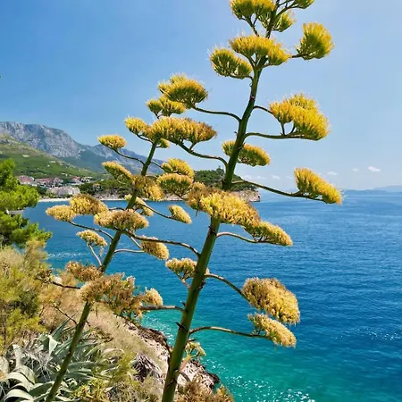 Mirna Makarska